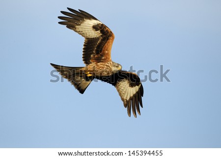 Red kite, Milvus milvus, single bird in flight, Gigrin Farm, Wales, January 2011                 ,