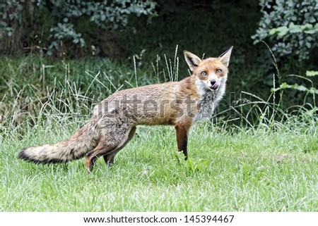 Red fox, Vulpes vulpes, single animal, captive, July 2011