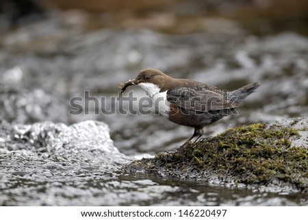 Dipper, Cinclus cinclus, single bird on rock, Powys, Wales, April 2012