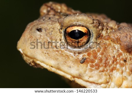 Common toad, Bufo bufo, single toad head shot, Warwickshire, August 2012