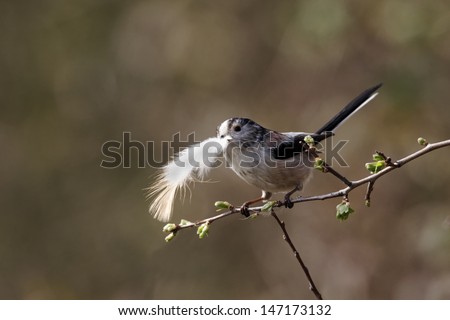 Long-tailed tit, Aegithalos caudatus, single bird collecting feathers for nest, Warwickshire, March 2012