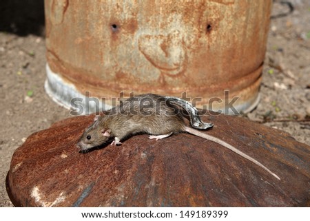 Brown rat, Rattus norvegicus, with dustbin, Midlands, captive, August 2009