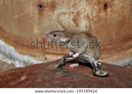 Brown rat, Rattus norvegicus, with dustbin, Midlands, captive, August 2009