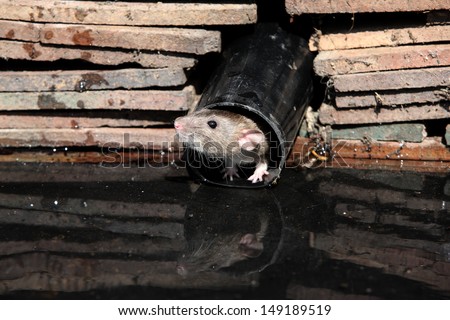 Brown rat, Rattus norvegicus, by water, Midlands, captive, August 2009