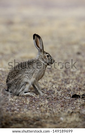 Black-tailed jack rabbit, Lepus californicus, New Mexico, USA