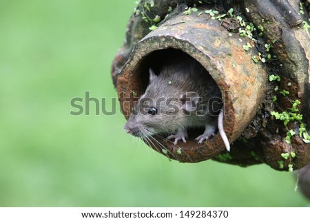 Brown rat, Rattus norvegicus, captive, in drain pipe, August 2009