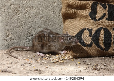 Brown rat, Rattus norvegicus, captive, by corn sack,  August 2009