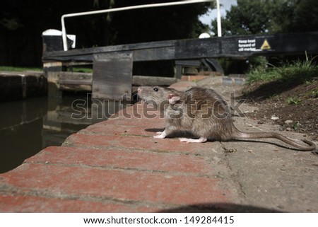 Brown rat, Rattus norvegicus, captive, by canal, August 2009