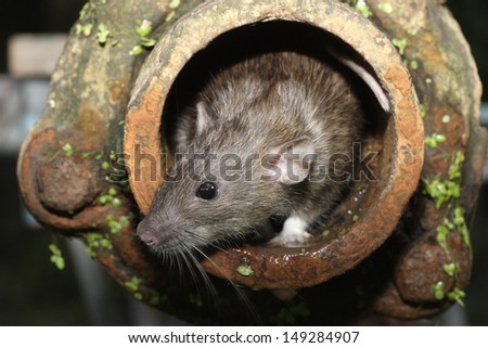 Brown Rat, Rattus Norvegicus, Captive, In Drain Pipe, August 2009