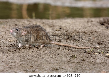 Brown rat, Rattus norvegicus, captive, August 2009