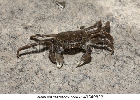 Chinese mitten crab, Eriocheir sinensis, River Thames, London, invading species.