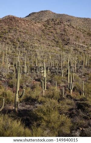 Cactus plants in desert, Arizona, USA. Mostly saguaro cactus