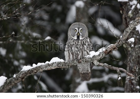 Great-grey owl, Strix nebulosa, single bird on branch, Finland