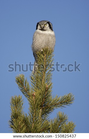 Hawk owl, Surnia ulula, winter, Finland