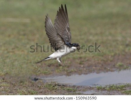 House martin, Delichon urbica, in flight collecting mud, Scotland, summer