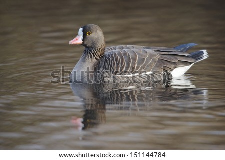 Lesser white-fronted goose, Anser erythropus, a single captive bird swimming on water, Martin Mere, Lancashire, winter 2009