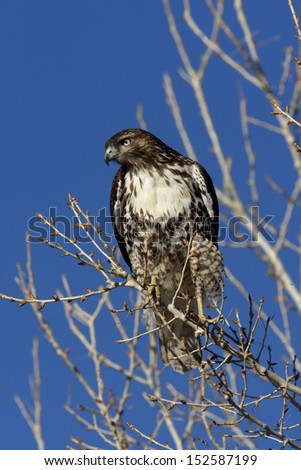 Red-tailed hawk, Buteo jamaicensis, New Mexico, USA, winter