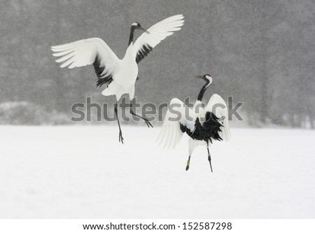 Red-crowned crane or japanese crane, Grus japonensis, displaying,  Hokkaido, Japan, winter