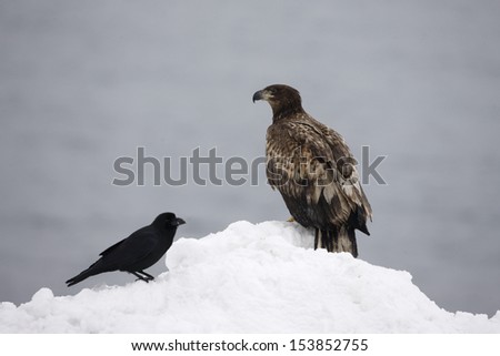 White-tailed sea-eagle, Haliaeetus albicilla, juvenile with crows, Japan, winter