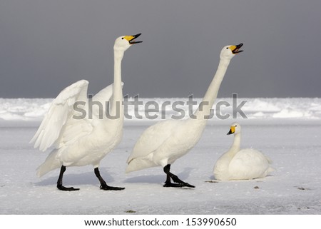 Whooper swan, Cygnus cygnus, pair displaying, Japan, winter