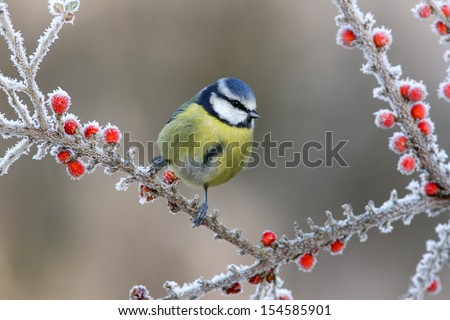 Blue Tit Parus Caeruleus, On Berries In Frost, Midlands, Winter