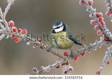 Blue tit Parus caeruleus, On berries in frost, Midlands, winter