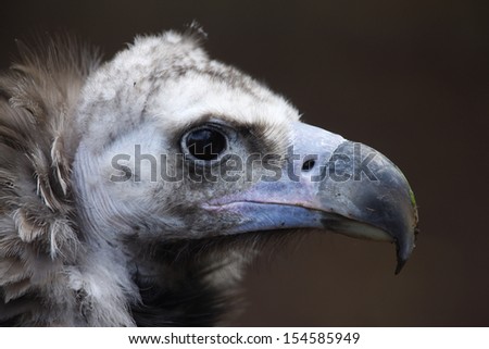 Eurasian black vulture Aegypius monachus, head detail, captive bird. Also known as monk or cinereous vulture.