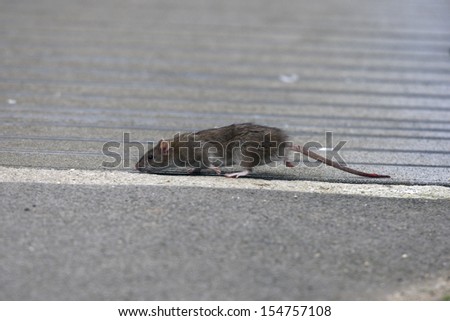 Brown rat, rattus norvegicus