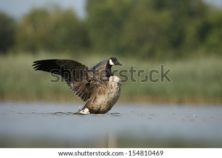 Canada goose, Branta canadensis, single bird bathing in water, New York, USA, August 2008