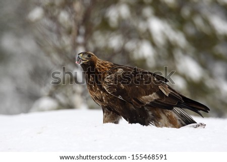 Golden eagle, Aquila chrysaetos single bird in deep snow, Finland
