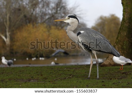 Grey heron Ardea cinerea, Regents Park, London, winter