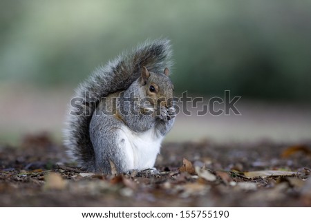 Grey squirrel, Sciurus carolinensis, Kew Gardens, London, UK, winter