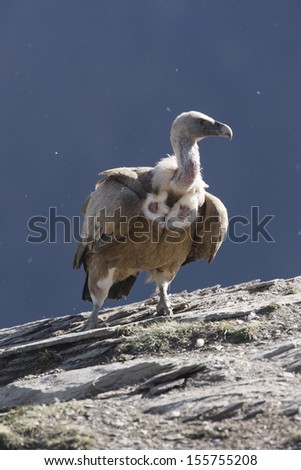 Eurasian griffon vulture, Gyps fulvus, single bird standing on rock in mountains, Spain, winter