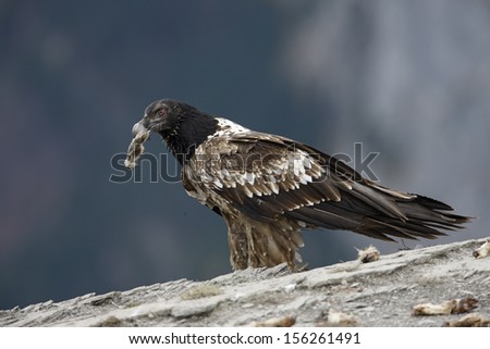 Lammergeier or lammergeyer or bearded vulture,  Gypaetus barbatus, juvenile at feeding station, Spain, winter