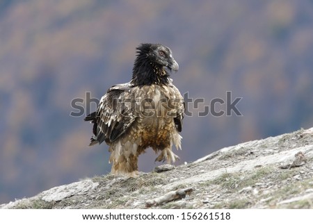 Lammergeier or lammergeyer or bearded vulture,  Gypaetus barbatus, juvenile at feeding station, Spain, winter