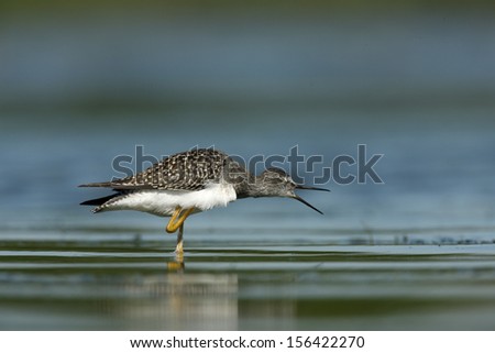 Lesser yellowlegs, Tringa flavipes, single bird standing in shallow water, New York, USA