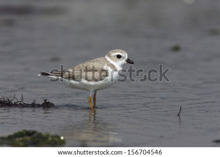 Piping plover, Charadrius melodus, single bird standing by water, New York, USA, summer