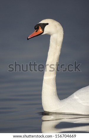 Mute swan, Cygnus olor, single bird in water, New York, USA