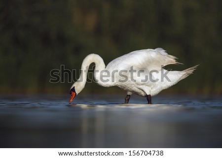 Mute swan, Cygnus olor, single bird standing in shallow water, New York, USA