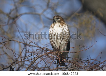 Red tailed hawk, Buteo jamaicensis, single bird on tree, New Mexico