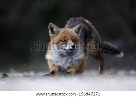 Red fox, Vulpes vulpes, single animal standing on frosty ground, Dorset, March 2008