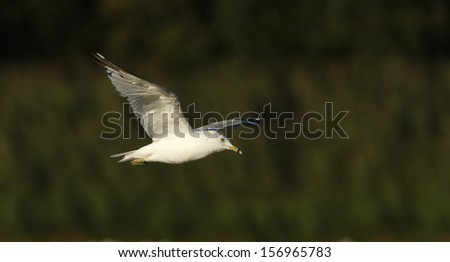 Ring-billed gull, Larus delawarensis, single bird in flight, New York, USA , summer