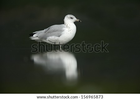 Ring-billed gull, Larus delawarensis, single bird standing in water, New York, USA , summer