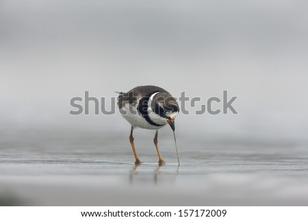 Semipalmated plover, Charadrius semipalmatus, single bird standing by water, New York, USA, summer,