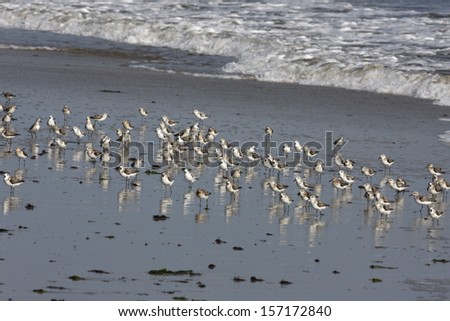 Sanderling, Calidris alba, group of birds by sea, New York, USA, summer