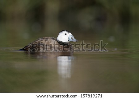 White-headed duck, Oxyura leucocephala, Single male swimming on water,  captive bird, Lancashire