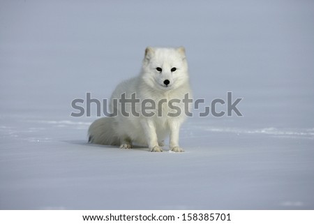 Arctic fox, Alopex lagopus, North America