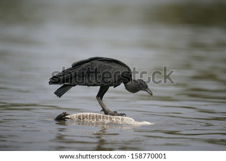 Black vulture, Coragyps atratus, single bird on dead caimen floating in water, Brazil