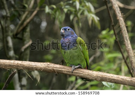 Blue-headed parrot, Pionus menstruus, single bird on branch, Brazil