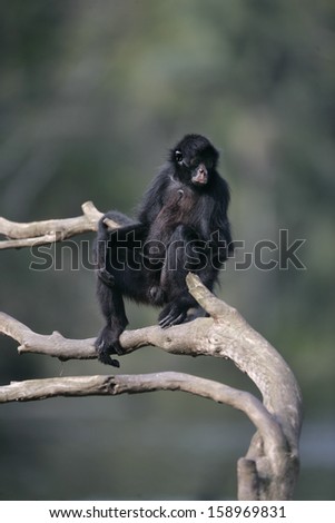Black-faced spider monkey, Ateles chamek, single mammal in tree, Brazil